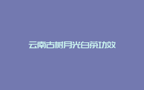 云南古树月光白茶功效_http://www.chayejidi.com_茶叶知识_第1张