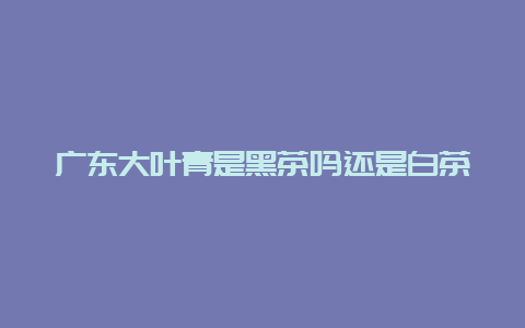 广东大叶青是黑茶吗还是白茶_http://www.chayejidi.com_黄茶知识_第1张